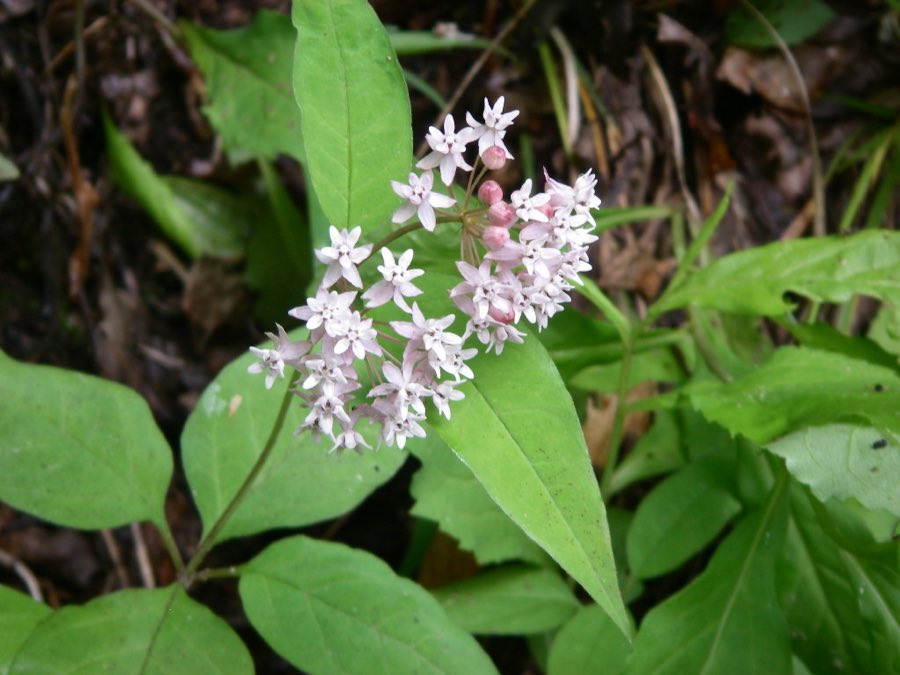 Fourleaf Milkweed (Asclepias quadrifolia). Asclepias quadrifolia 001