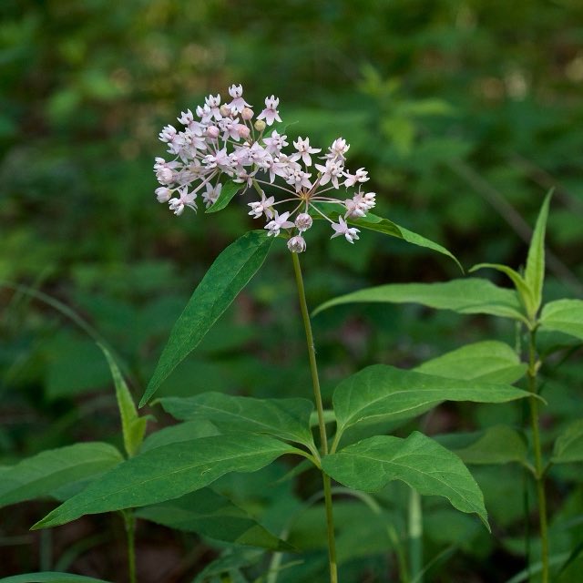 Fourleaf Milkweed (Asclepias quadrifolia). Asclepias quadrifolia