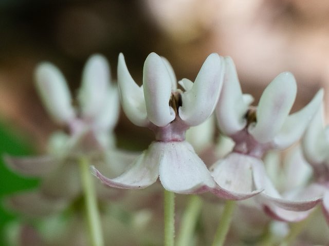Fourleaf Milkweed (Asclepias quadrifolia). Asclepias quadrifolia 511684135