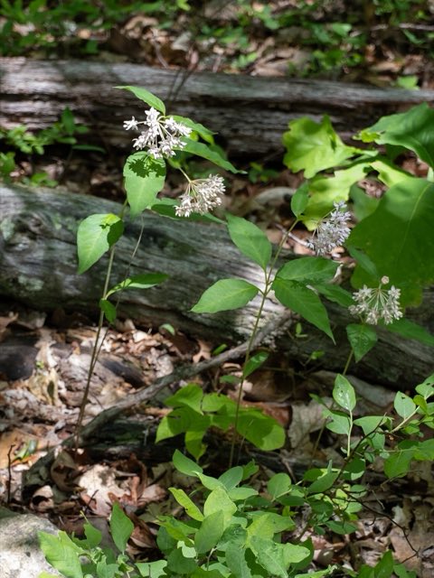 Fourleaf Milkweed (Asclepias quadrifolia). Asclepias quadrifolia 511684147