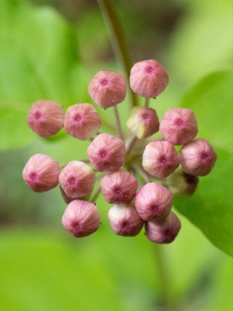 Fourleaf Milkweed (Asclepias quadrifolia). Asclepias quadrifolia 652500784