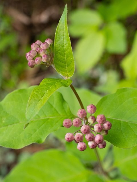 Fourleaf Milkweed (Asclepias quadrifolia). Asclepias quadrifolia 652500764