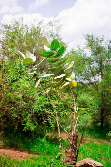 Giant Milkweed (Calotropis procera). Calotropis procera plant