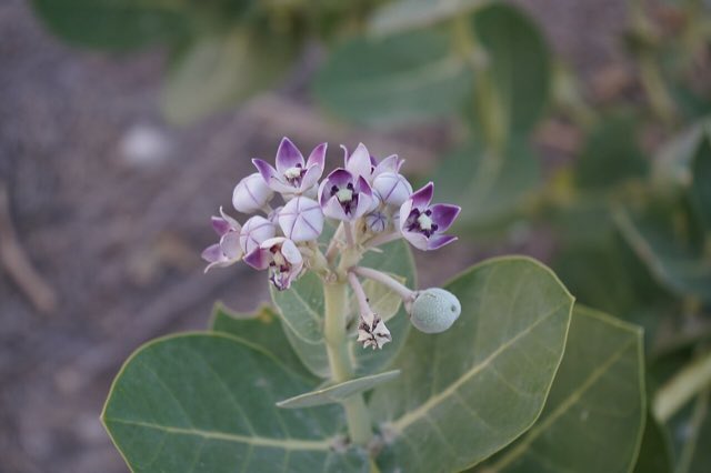 Giant Milkweed (Calotropis procera). Flower of Giant Milkweed (Calotropis procera) from Rajasthan, India