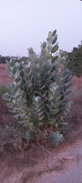 Giant Milkweed (Calotropis procera). Giant Milkweed photographed in Rishon LeTsiyon, Israel
