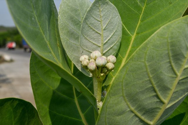 Giant Milkweed (Calotropis procera). Giant Milkweed photographed in Teculután, Guatemala