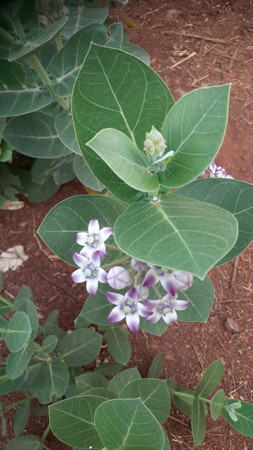 Giant Milkweed (Calotropis procera). Giant Milkweed photographed in Kondapalli, Andhra Pradesh 521228, India