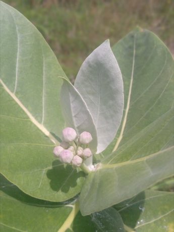 Giant Milkweed (Calotropis procera) in flower