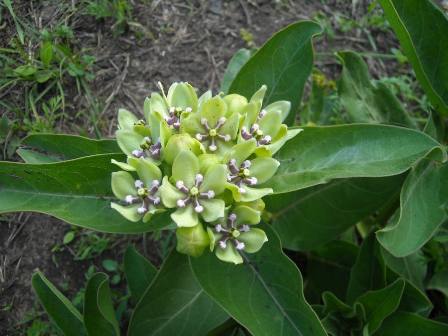 Green Antelopehorn (Asclepias viridis). Asclepias viridis