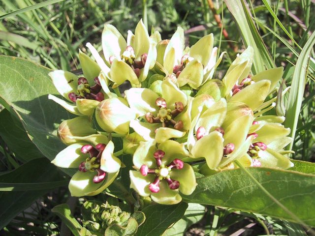 Green Antelopehorn (Asclepias viridis). Asclepias viridis 1