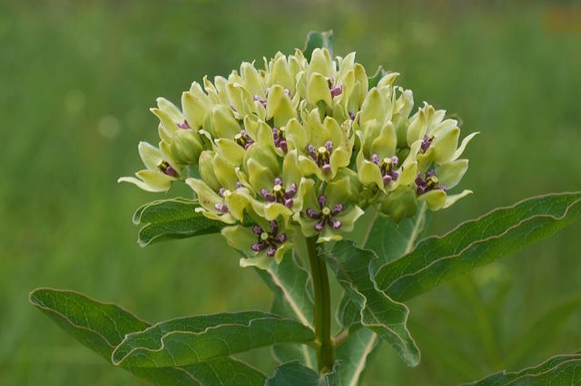 Green Antelopehorn (Asclepias viridis). Asclepias viridis Arkansas