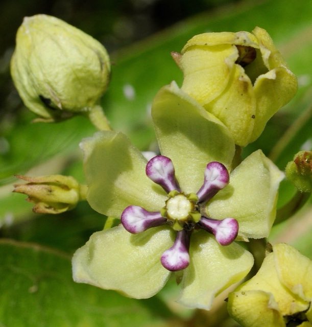 Green Antelopehorn (Asclepias viridis). Asclepias viridis (2020)