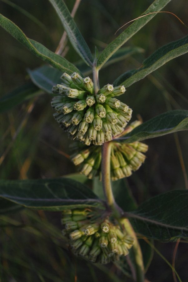 Green Comet Milkweed (Asclepias viridiflora). Green-flowered Milkweed (Asclepias viridiflora)