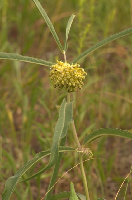 Green Comet Milkweed (Asclepias viridiflora). Green-flowered Milkweed (Asclepias viridiflora) - 14788711822