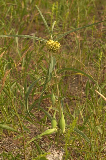 Green Comet Milkweed (Asclepias viridiflora). Green-flowered Milkweed (Asclepias viridiflora) - 14602357590