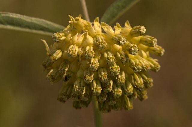 Green Comet Milkweed (Asclepias viridiflora). Green-flowered Milkweed (Asclepias viridiflora) - 14602399299