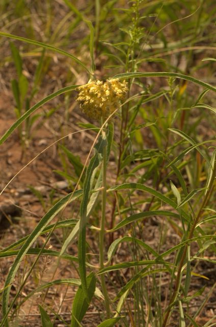 Green Comet Milkweed (Asclepias viridiflora). Green-flowered Milkweed (Asclepias viridiflora) - 14602400849