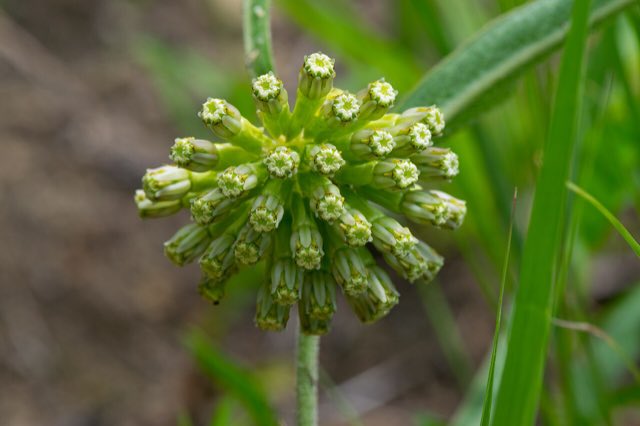 Green Comet Milkweed (Asclepias viridiflora). Green-flowered Milkweed (Asclepias viridiflora) - 19414954118