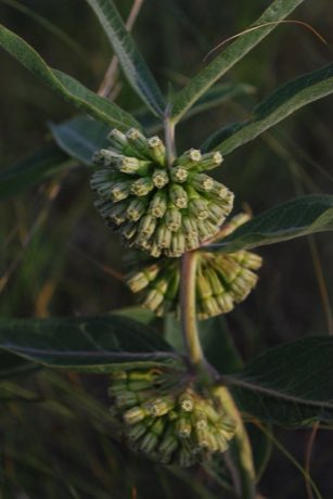 Green Comet Milkweed (Asclepias viridiflora) in flower
