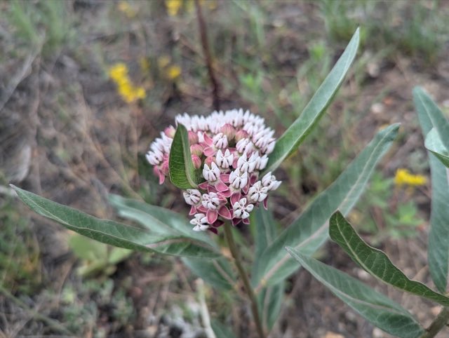 Hall’s Milkweed (Asclepias hallii). Hall’s Milkweed photographed in Colorado, US