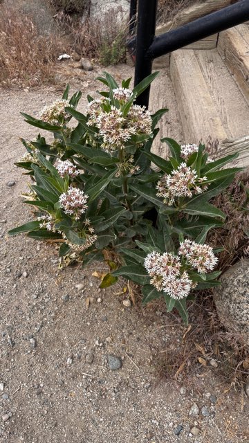 Hall’s Milkweed (Asclepias hallii). Hall’s Milkweed photographed in Arkansas River Trail, Buena Vista, CO, US