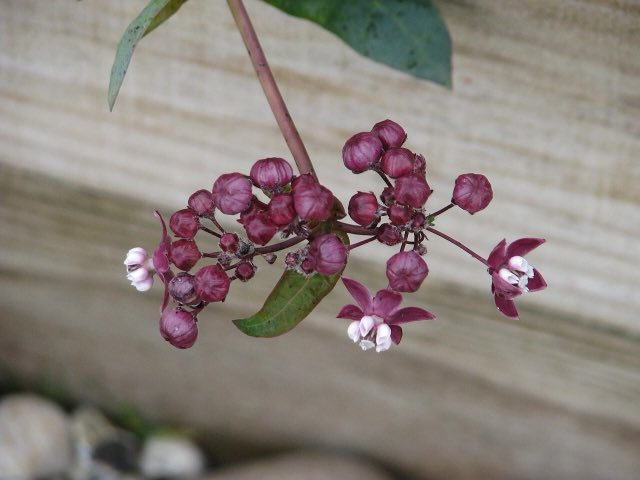 Heartleaf Milkweed (Asclepias cordifolia). Asclepias cordifolia (9105035433)