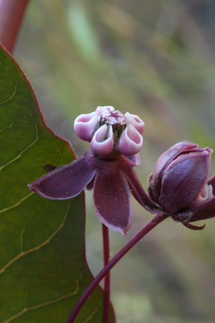 Heartleaf Milkweed (Asclepias cordifolia). Heartleaf Milkweed photographed in Plumas County, CA, USA