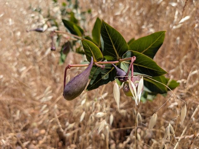 Heartleaf Milkweed (Asclepias cordifolia). Heartleaf Milkweed photographed in Briones, CA 94553, USA
