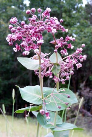 Heartleaf Milkweed (Asclepias cordifolia) in flower