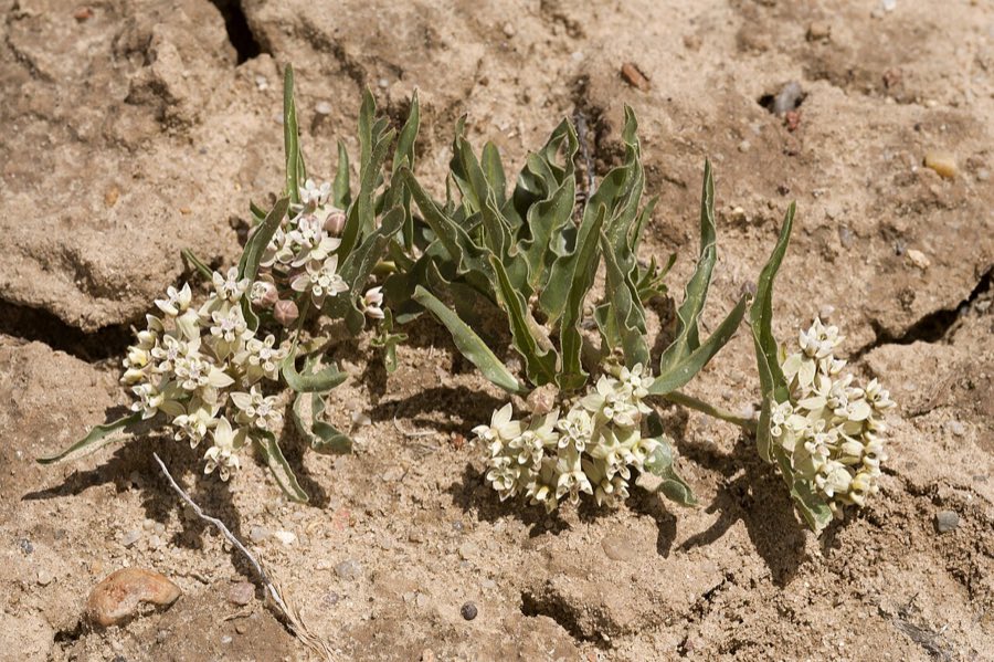Large-seed Milkweed (Asclepias macrosperma) in flower, showing green, red and yellow blooms in rounded clusters above opposite lanceolate leaves