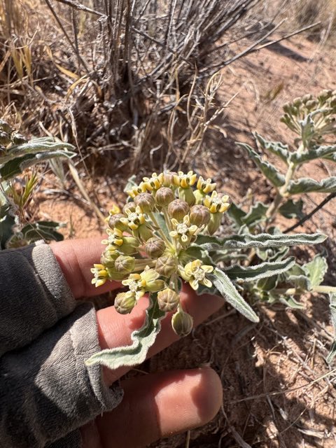 Large-seed Milkweed (Asclepias macrosperma). Large-seed Milkweed photographed in Vermilion Cliffs National Monument, Marble Canyon, AZ, US