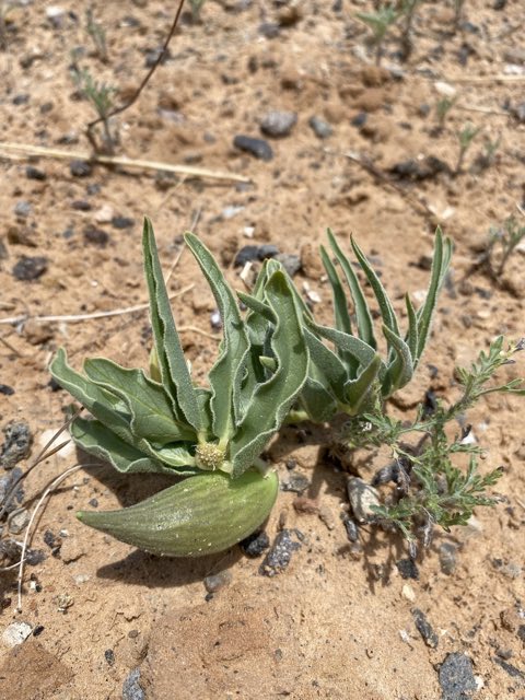 Large-seed Milkweed (Asclepias macrosperma). Large-seed Milkweed photographed in Grand Staircase-Escalante National Monument, Escalante, UT, US