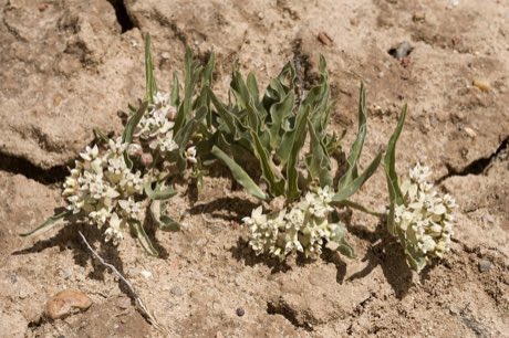 Large-seed Milkweed (Asclepias macrosperma) in flower