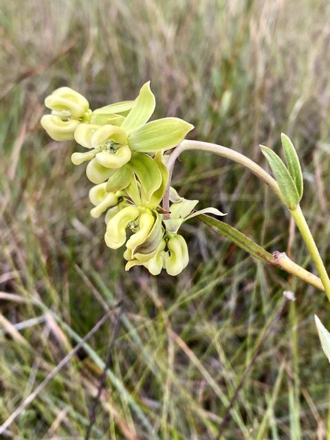 Largeflower Milkweed (Asclepias connivens). Largeflower Milkweed photographed in Apalachicola National Forest, Bristol, FL, US