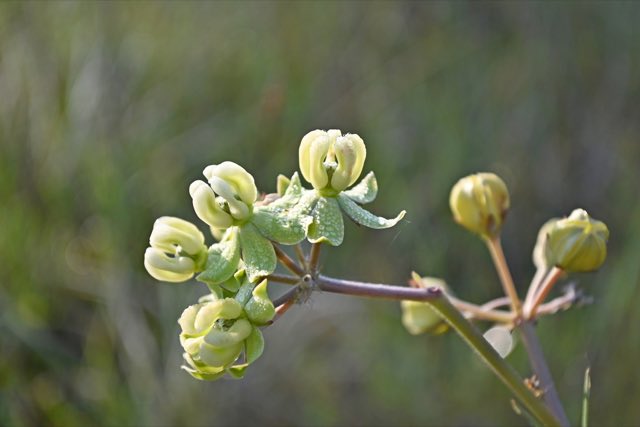 Largeflower Milkweed (Asclepias connivens). Largeflower Milkweed photographed in Liberty County, FL, USA