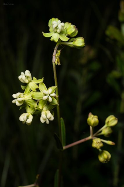 Largeflower Milkweed (Asclepias connivens). Largeflower Milkweed photographed in Florida, US