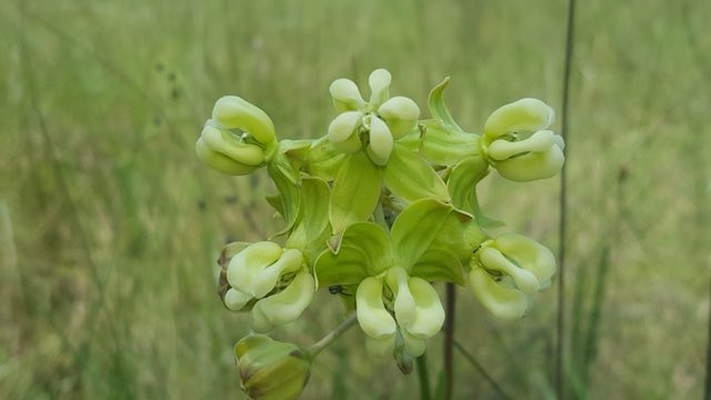 Largeflower Milkweed (Asclepias connivens). Largeflower Milkweed photographed in the wild