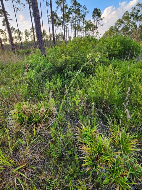 Largeflower Milkweed (Asclepias connivens). Largeflower Milkweed photographed in Apalachicola, FL 32320, USA