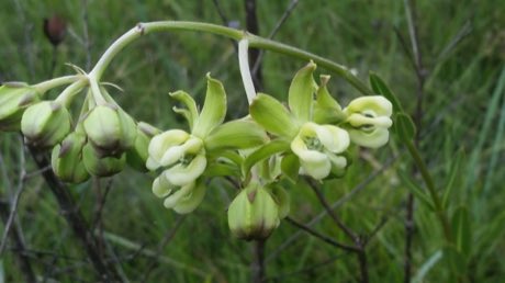 Largeflower Milkweed (Asclepias connivens) in flower
