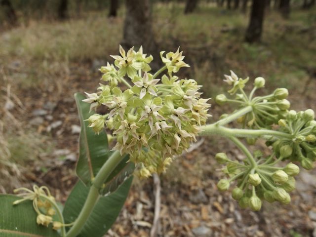 Lemmon’s Milkweed (Asclepias lemmonii). Lemmon’s Milkweed photographed in Santa Cruz County, AZ, USA