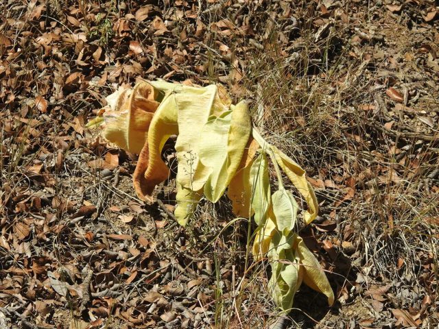 Lemmon’s Milkweed (Asclepias lemmonii). Lemmon’s Milkweed photographed in Cochise County, AZ, USA