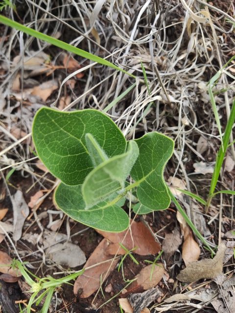 Lemmon’s Milkweed (Asclepias lemmonii). Lemmon’s Milkweed photographed in 31993 Chih., México