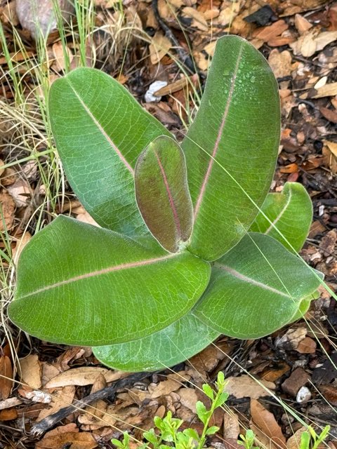 Lemmon’s Milkweed (Asclepias lemmonii). Lemmon’s Milkweed photographed in E Carr Canyon Rd, Hereford, AZ, US
