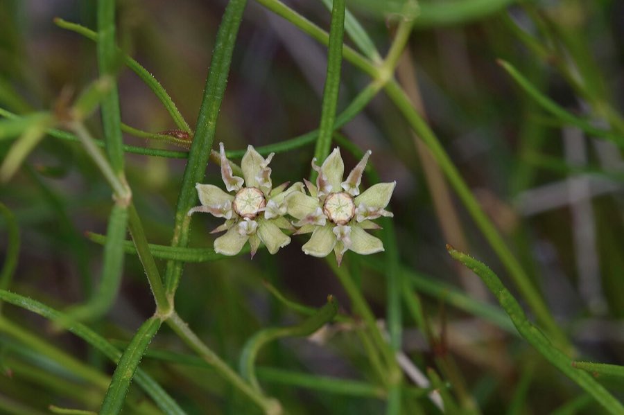 Longhood Milkweed (Asclepias macrotis). Asclepias macrotis - Michelle W 02