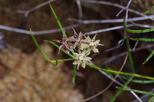 Longhood Milkweed (Asclepias macrotis). Asclepias macrotis - Michelle W 03