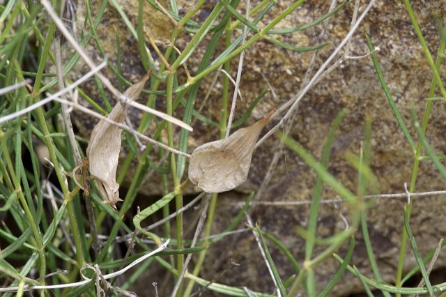Longhood Milkweed (Asclepias macrotis). Asclepias macrotis - Michelle W 05