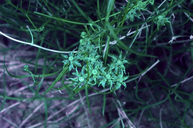 Longhood Milkweed (Asclepias macrotis). Asclepias macrotis - Michelle W 06