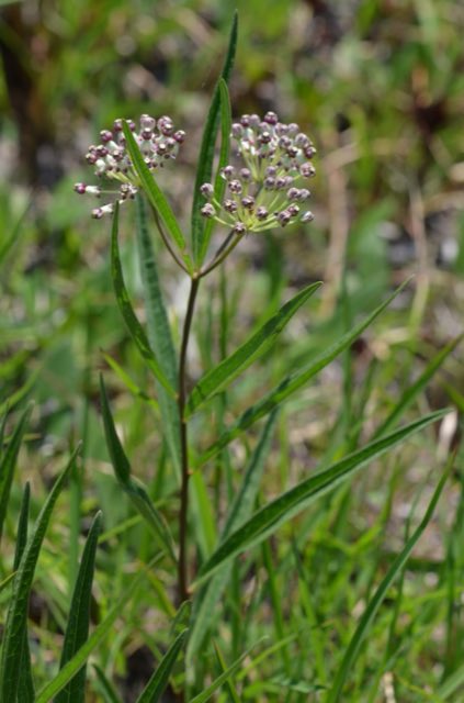 Longleaf Milkweed (Asclepias longifolia). Asclepias longifolia imported from iNaturalist photo 30402038 on 8 February 2020
