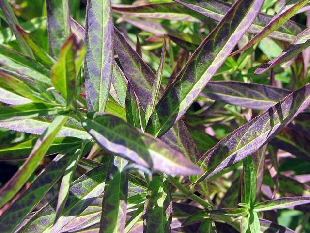Longleaf Milkweed (Asclepias longifolia). Asclepias incarnata 25zz