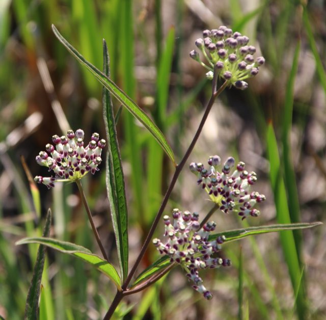 Longleaf Milkweed (Asclepias longifolia). Longleaf Milkweed photographed in Jackson County, MS, USA